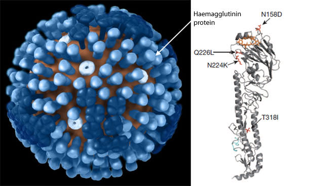 Haemagglutinin_mutant_flu.jpg