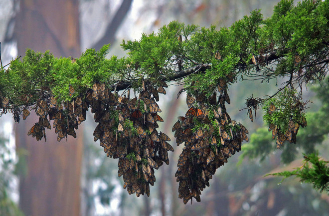 monarch butterfly count migration