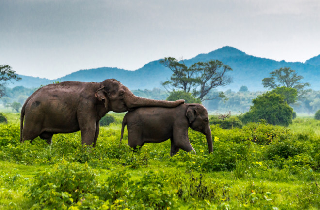 Elephant mother with young elephant