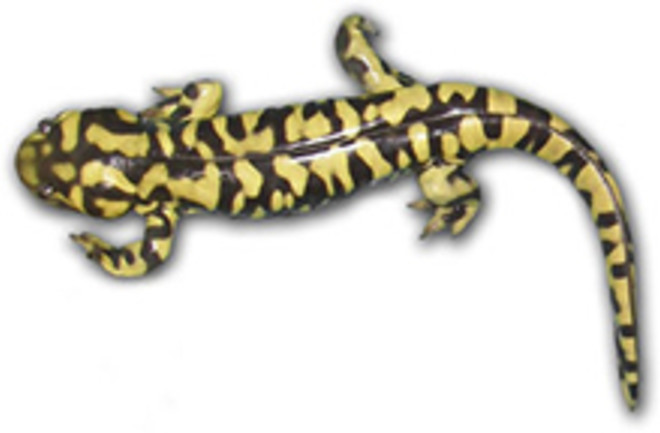 salamander-hybrid.jpg