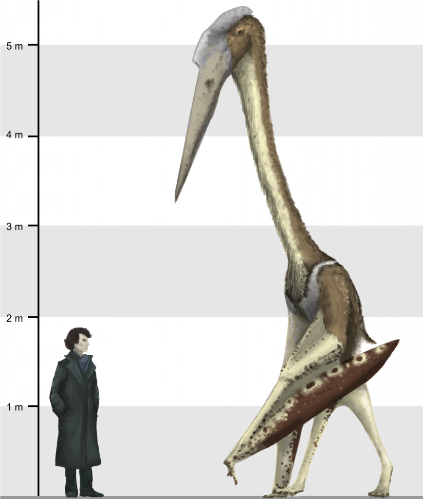 pterosaur size