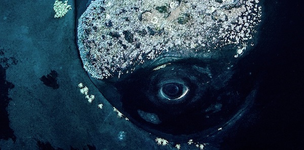 whale-eye.jpg