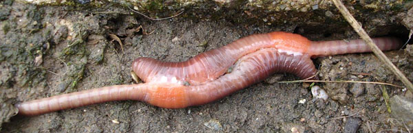 Earthworm Sally Code