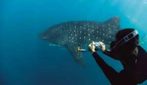 whale-shark-nasa-300x174.jpg