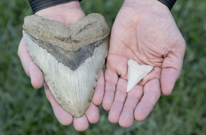 6 Inch Megalodon Tooth VS 2 Inch Great White Shark Tooth. Each inch equates to about 10 feet of fish. 60 Foot Megalodon VS 20 Foot Great White Shark