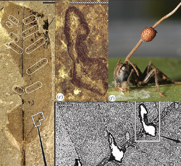 Ant_scars.jpg