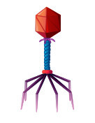 bacteriophage