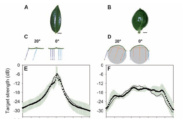 Sonar_dish_leaf.gif