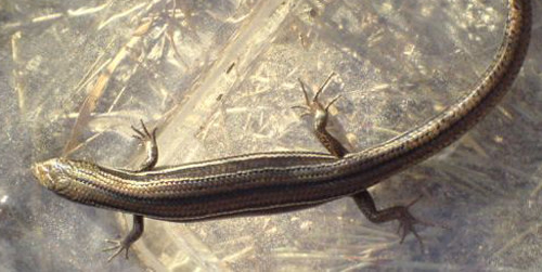 Eastern_three_lined_skink.jpg