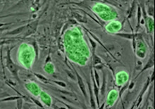 stem-cells-green.jpg