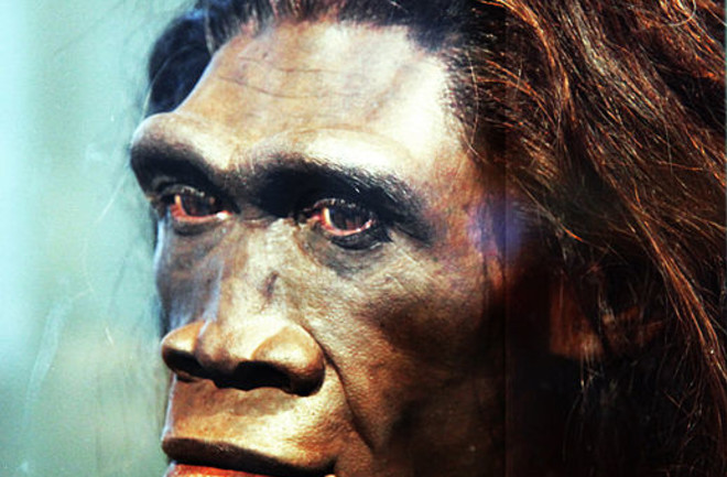 519px-Homo_erectus_adult_female_-_head_model_-_Smithsonian_Museum_of_Natural_History_-_2012-05-17.jpg