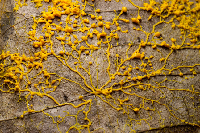 slime mold on a leaf - shutterstock