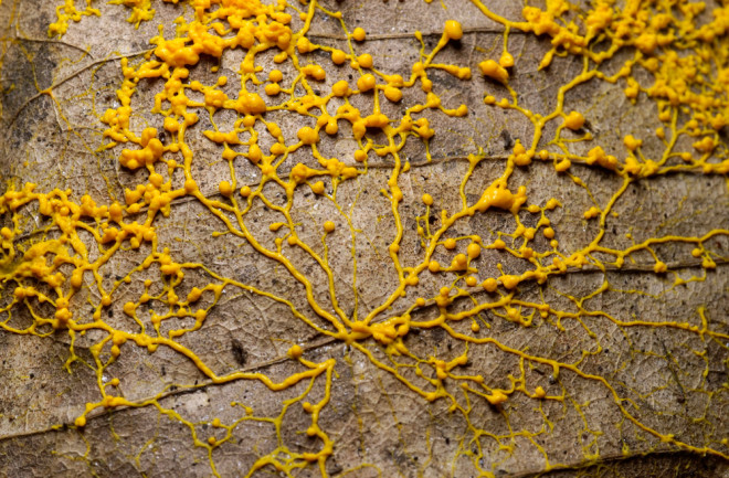 slime mold on a leaf - shutterstock