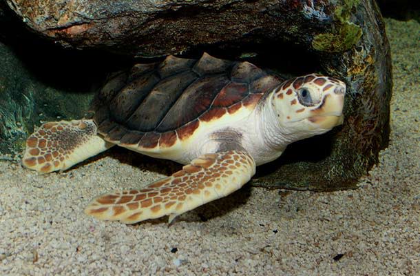 Sea Turtles Are Eating Plastic Because It Smells Like Their Food, Study Finds