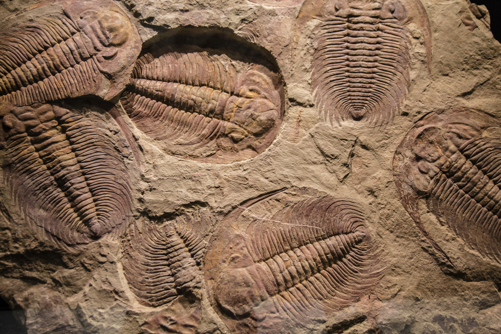 The Slow and Steady Growth of Trilobites | Discover Magazine