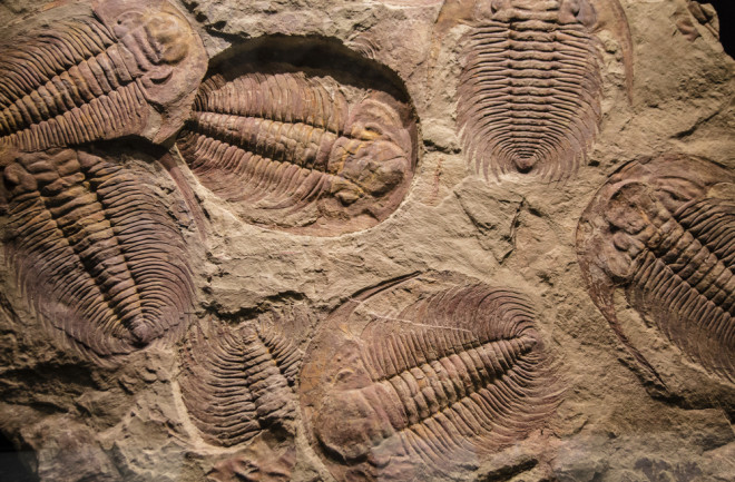 Trilobite fossils