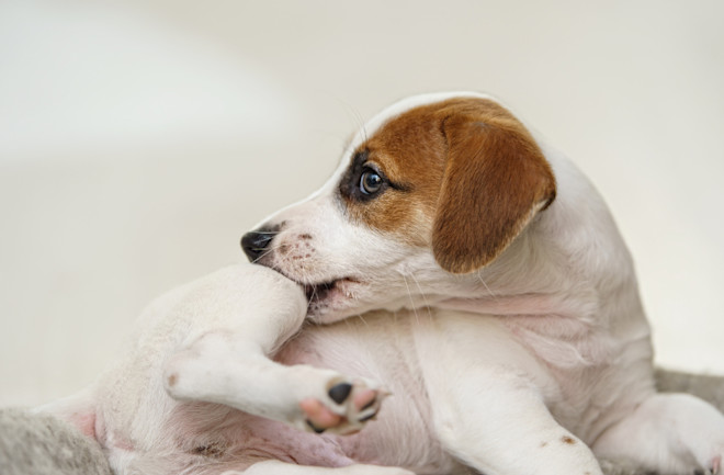 Fast acting flea sales pill