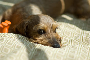 can meningitis in dogs be passed to humans