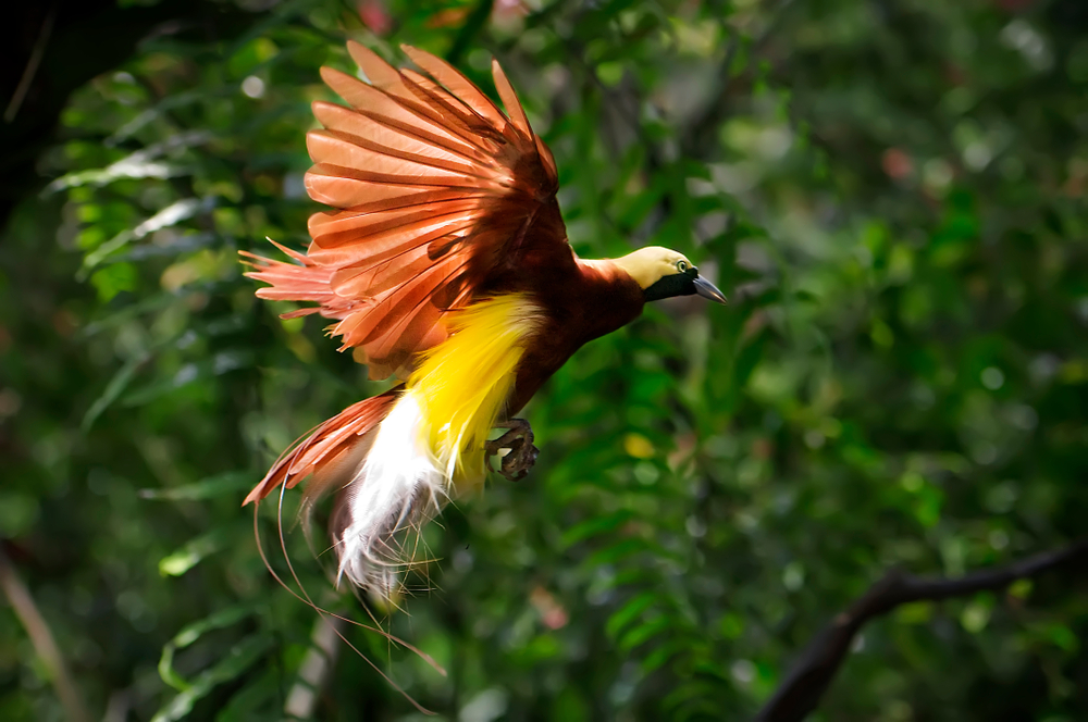 The Rare Courtship of Birds-of-Paradise | Discover Magazine