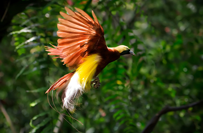 Bird-of-Paradise