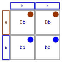 GCSE-Punnet-square-diagram.jpg
