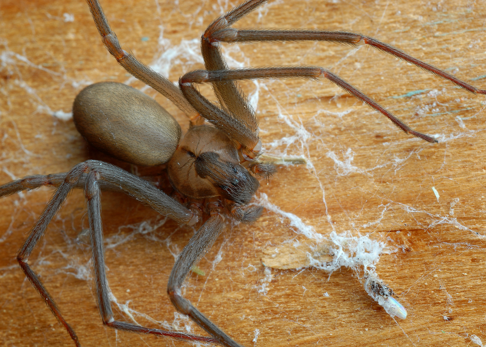 brown recluse spider bite signs and symptoms