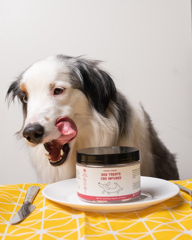Best CBD Oil for Dogs: Top 10 Brands & Buyer’s Guide
