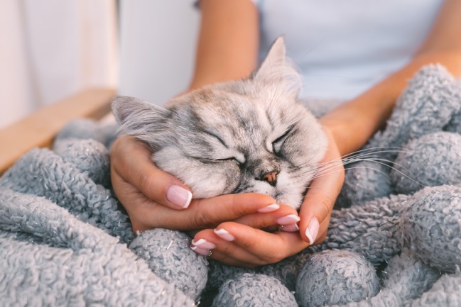 Cozy cat hanging with a human