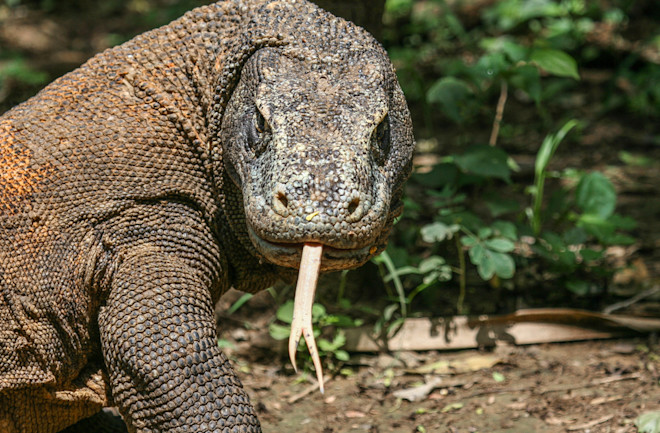 Komodo Dragon For One Crossword prntbl concejomunicipaldechinu gov co Komodo Dragon For One Crossword prntbl concejomunicipaldechinu gov co
