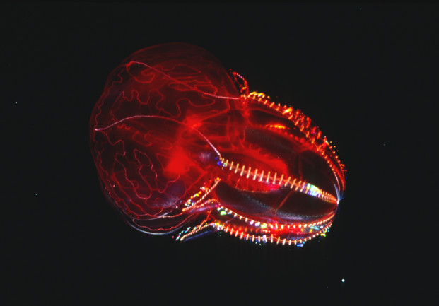 The Strange Gelatinous Beauty of Jellyfish | Discover Magazine