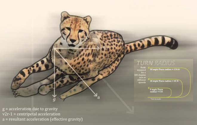 cheetah-header.jpg