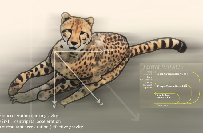 cheetah-header.jpg