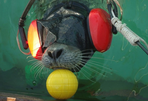 Henry the Seal Can Discern Shapes Using Just His Whiskers