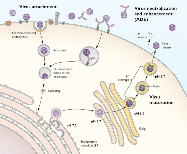 virusDiagram.jpg