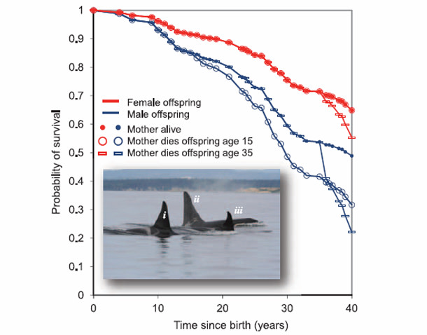Why do killer whales go through menopause? | Discover Magazine