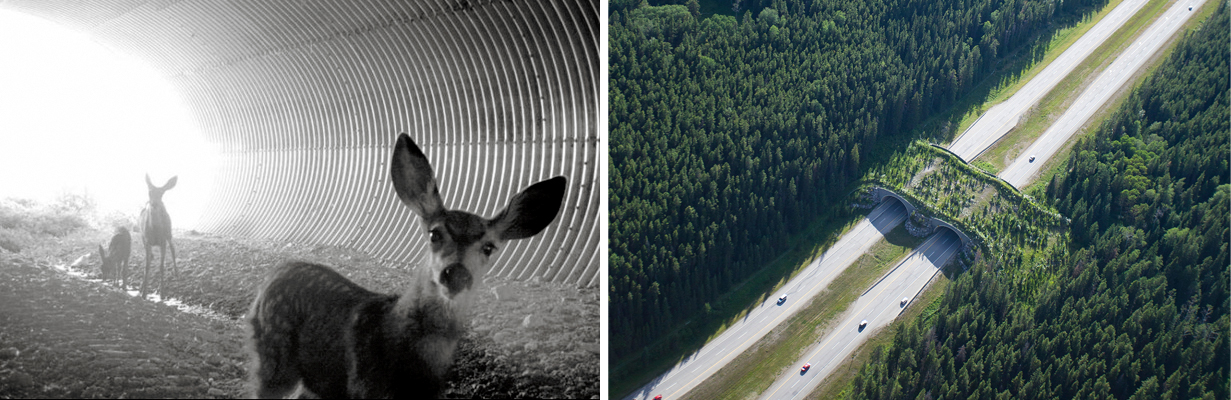 Wildlife Crossings Habitat Corridors