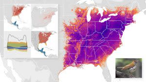eBird North America