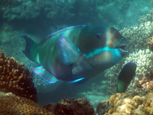 Parrotfish.jpg