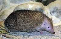 Hedgehog-tenrec.jpg