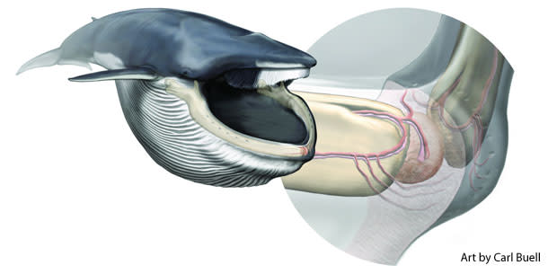 Rorqual_whale_sense_organ.jpg