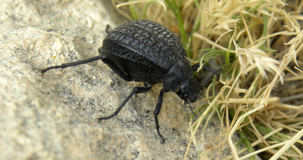Beetle.jpg