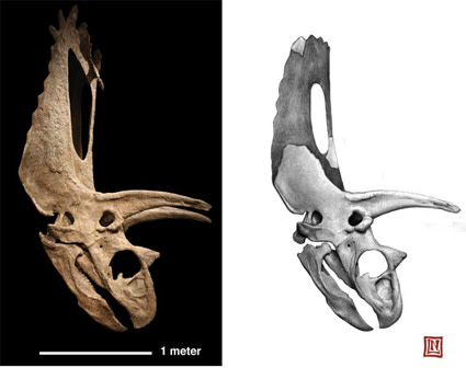titanoceratops.jpg