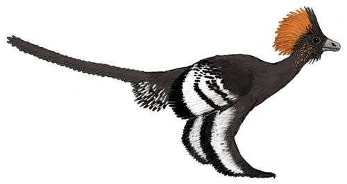 Anchiornis-_colours.jpg