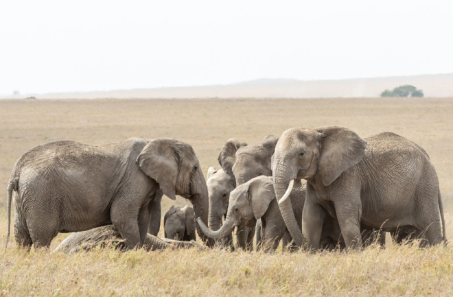 Elephants in Tanzania gather around a dead body