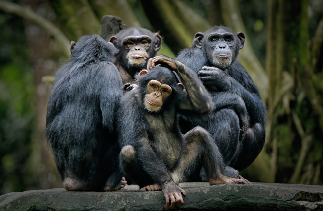 Chimpanzees - Shutterstock