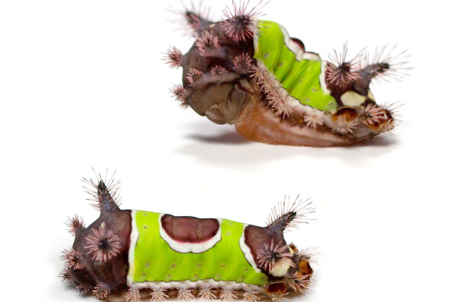 2 Saddleback caterpillar attacking with spikes 