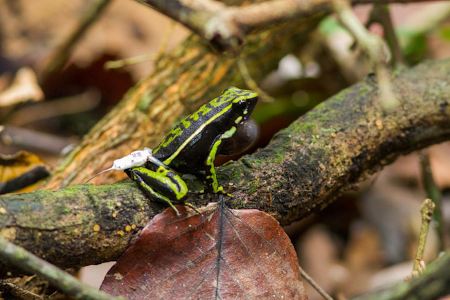 frog-fanny-pack-1024x682.jpg