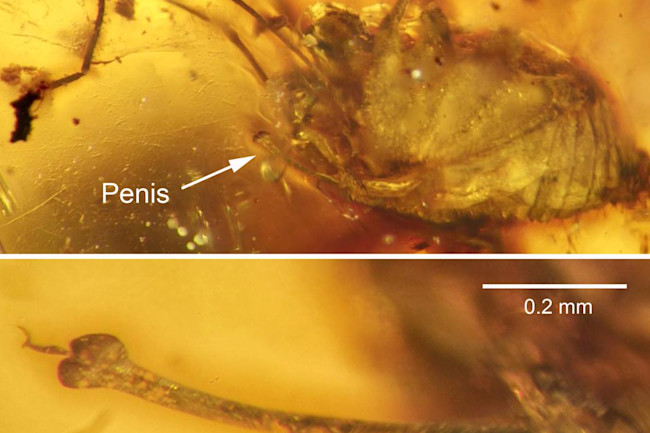 Fossilized Daddy Longlegs Found Baring Its Manhood Discover Magazine