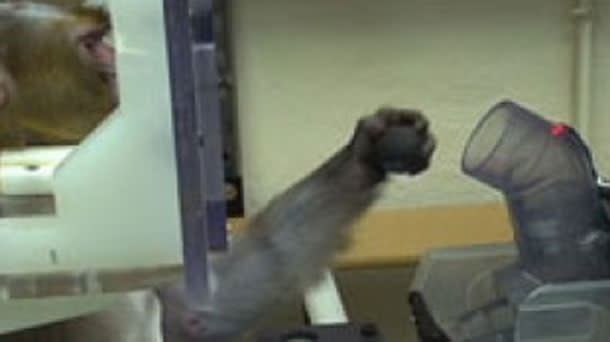 Monkey.jpg