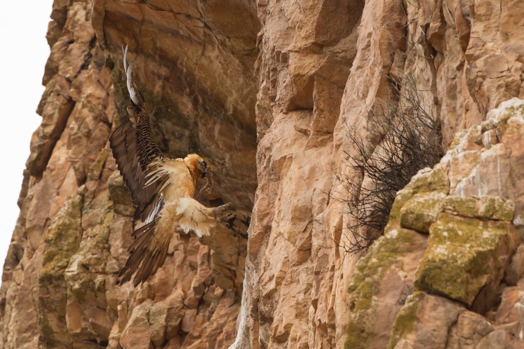 According to Iranian folklore, bearded vultures (Gypaetus barbatus), like this one in Iran’s Golestan National Park, bring good luck to anyone fortunate enough to see one. A day after photographingthis individual, Behzad Farahanchi encountered a Persianleopard, his holy grail of wildlife photography. (Credit: Behzad Farahanchi)